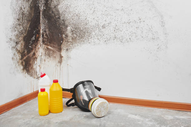 Best Crawl Space Mold Removal  in Alameda, CA