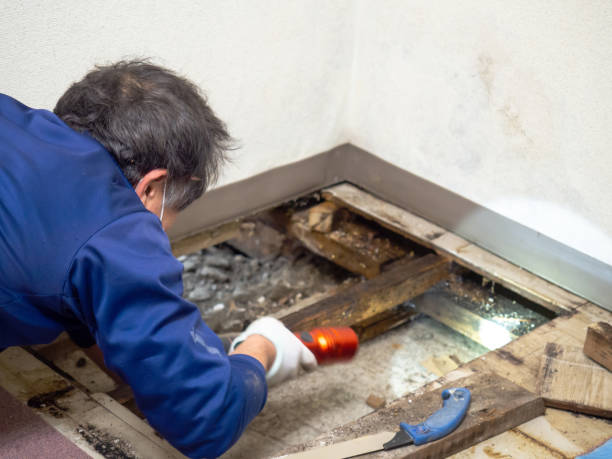 Best Attic Mold Removal  in Alameda, CA