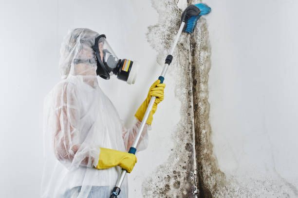 Best Black Mold Removal  in Alameda, CA