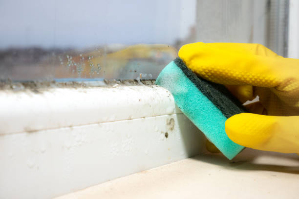 Best Mold Damage Repair  in Alameda, CA