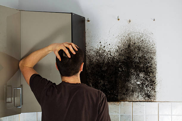 Best Commercial Mold Removal  in Alameda, CA