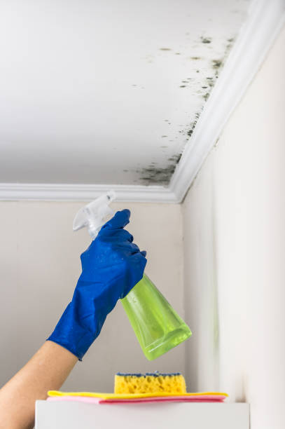 Best Attic Mold Removal  in Alameda, CA