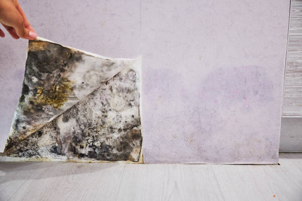 Best Mold Testing  in Alameda, CA